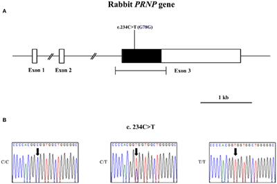 First report of a novel polymorphism and genetic characteristics of the leporine prion protein (PRNP) gene